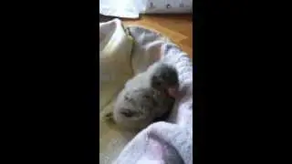 Second day : Quaker parrot baby after feeding