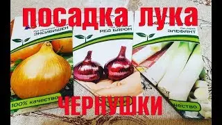 ЛУК ЧЕРНУШКА |1Ч.| НАЧАЛО ЭКСПЕРИМЕНТА ПАРТНЕР