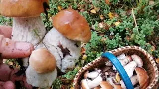 Белых всё больше и больше !