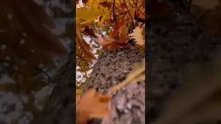 В октябре мы становимся старше... 🍂🍁 #shorts #poetry