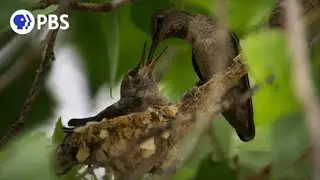 Anna’s Hummingbird Filmed Nesting for First Time in Big Bend
