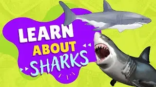 Shark Science for Kids: Learn About These Fascinating Creatures 🦈🌟