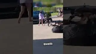 The dogs ignore the strangers... but when the little girl approaches, this happens