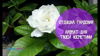Видео обзор отдушка Гардения от интернет магазина Мыло Опт