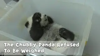 The Chubby Panda Refused To Be Weighed | iPanda