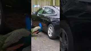 Наглая птица 😳🤯