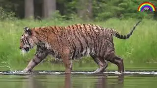 Tiger Bhaijaan Hoon -  Jangal Ka Sardar - टाईगर भाईजान - By Saptrang Poetry