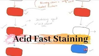 Acid Fast Stain – Differential Stain