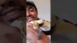 Seja mais um assinante e nos ajude a postar mais! #animais #aracnideos #pythonball