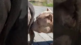 Нюхает попу другой собаки в самый неподходящий момент🫣