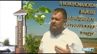 В Новоусманском районе выращивают американскую ягоду