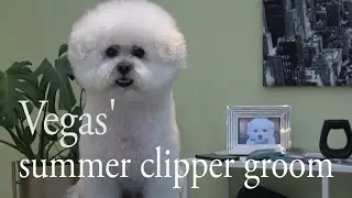 Vegas' summer clipper cut ( Bichon frise amateur groom )