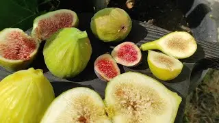 Вкорінення граната у воді. Достигли перші інжири 2024. Bright dame - нове дегустаційне відкриття!