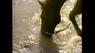 Horse Water Bloat