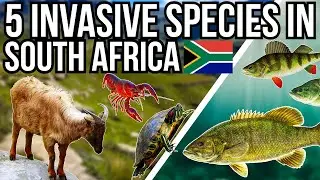 5 Problem Invasive Species In South Africa