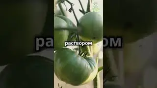 Спасаем томаты от жары #спасаем #томаты #от #жары #огород #сад #дача #теплица