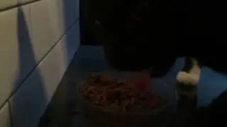 My Cat Eats Dramatically