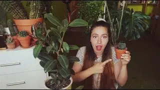 Living experiments: EP.03 | BIG SURPRISE from a Rubber plant