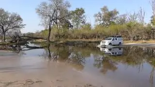 Watercrossing North of Khwai Village (August 4)