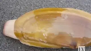 Plato de almejas demasiado frescas