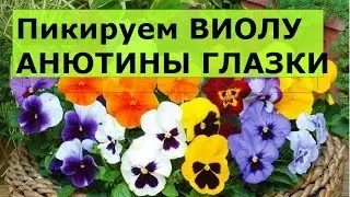 Пикируем ВИОЛУ Анютины глазки!