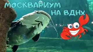 Даня в Москвариуме на ВДНХ.