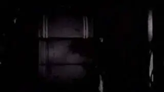 Police Dogs in Action