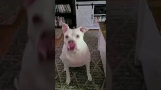 She loves to be a diva on cam! 🤣#pitbullshorts #ilovemypitbull #pitlove #pitbullpride