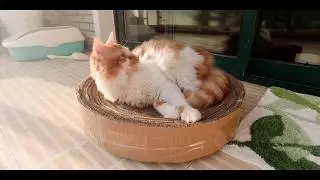 放轻松🎻🐱-猫抓板