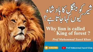 Why lion is called King of Forest ? II Prof Muhammad Saed Khan II