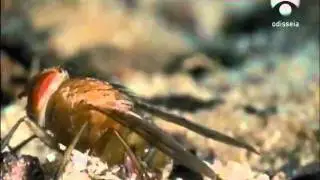 Tecnologia 100% natural [Cap.3] La Energia es la clave 3/4