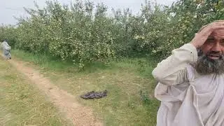 Apples 🍎 🍎Garden in ZHOB