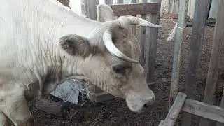 Утренняя дойка коров🐮🐮