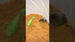 Mantis vs. Rat| Mantis On catching rat 