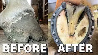Satisfying Horse Hoof Cleaning & Restoration | 4KFarrier ASMR🐎🐎🐎