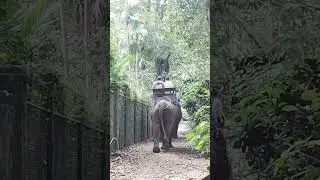 Elephan in the Jungle