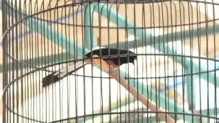 MASIH MENCARI SETTINGAN YANG PAS