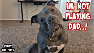 Talking Pitbull Goes Off On His Dad For Not Helping More! Hilarious!!