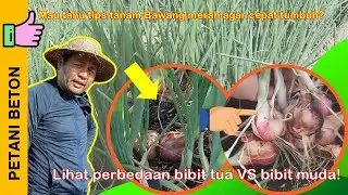 BEGINI CARA MENANAM BAWANG MERAH DARI AWAL SAMPAI PANEN