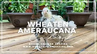 Wheaten Ameraucana Chick - Behavior Of A Young Cockerel (3 weeks old)
