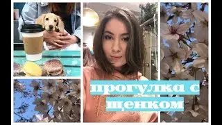 ГУЛЯЕМ С ЩЕНКОМ/ ЦВЕТЕНИЕ ВИШНИ/ SEOUL FOREST/ VLOG