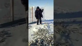 КОРЮШКА МАЛАРОТКА .КАК ЛОВИТЬ И НА ЧТО