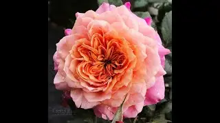 EDROSES/Троянда 🌹 Міабі (Miyabi ), Keiji Kunieda Японія, 2014. Шраби (Modern Shrub).