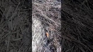 Бабочка 27 марта. Новокузнецк