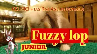 KELINCI HIAS RAS ASLI INDONESIA | emang ada?