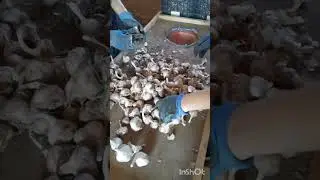 Готовим чеснок к отгрузке 