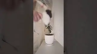 мне вчера подорили ушки =〕