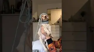НОВАЯ ШАПКА 🐶