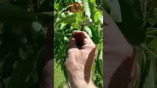 летняя обрезка плодовых в Подмосковье 