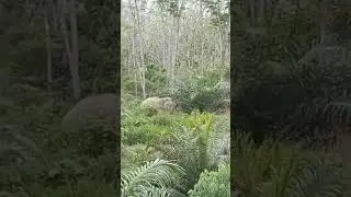 GAJAH DI BUKIT😱